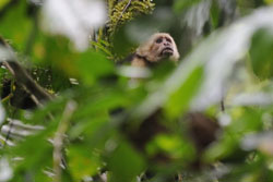 Puentes Colgantes white faced capuchin monkey
